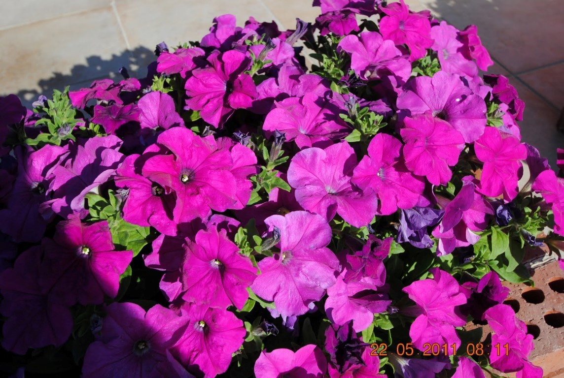 imagini hotel PAPILLON BELVIL BELEK